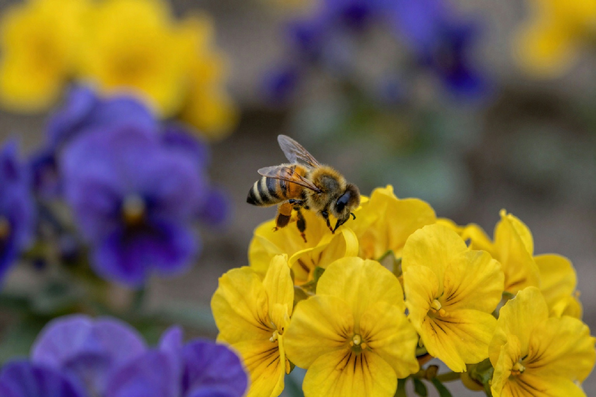 Evitare le viole del pensiero in inverno: scegli piante che nutrono le api e aiutale a sopravvivere