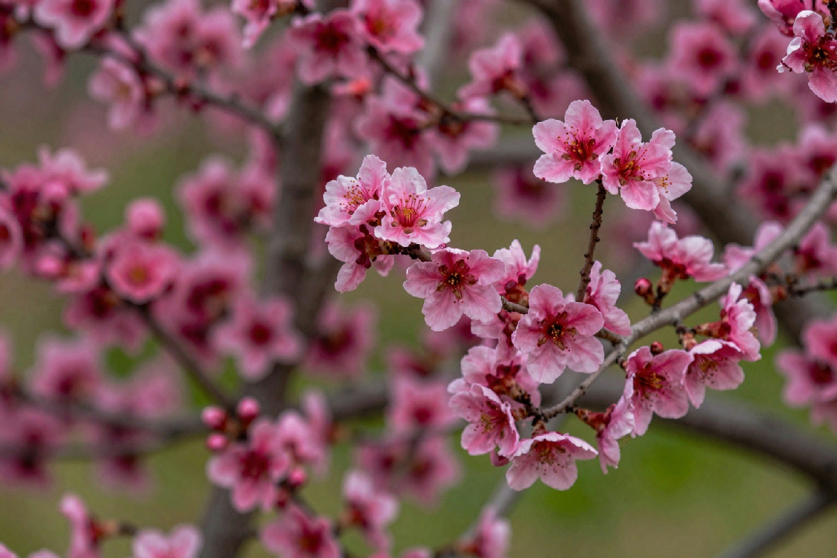 Le migliori varietà di Prunus da fiore adatte per la coltivazione in piccoli giardini