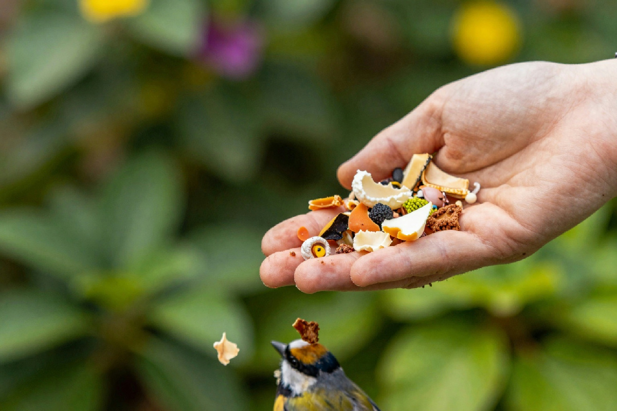 Nutrire gli uccelli da giardino con gli avanzi: un atto semplice che arricchisce la natura